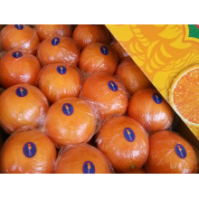 Exportieren (GLOBALGAP HACCP) Frischer Pomelo